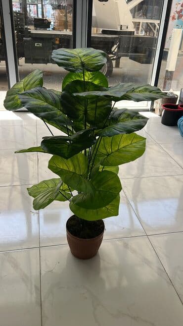 dekarativ guller: 🌸 İstədiyiniz dibçəyi, istədiyiniz ölçüdə yığırıq! 🏡 Evlər, ofislər — 25