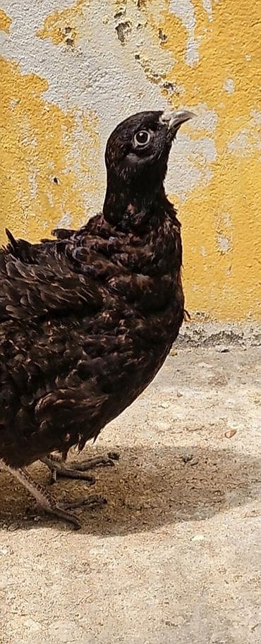 bulbul quşu satışı: Zümrid girgovul bir ilik çüti satilir fərə yumurtaliyir — 2