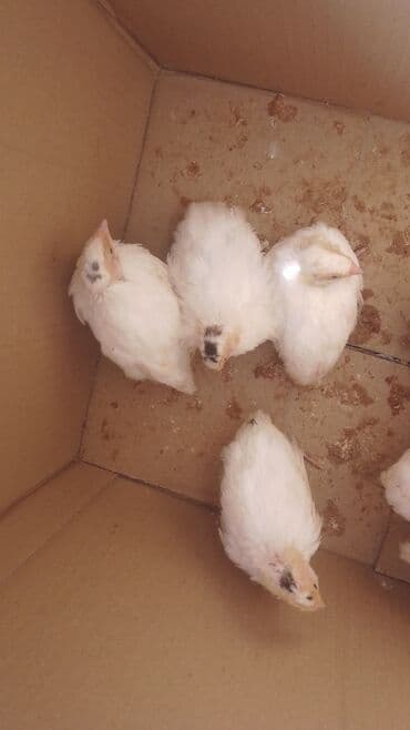 ataks cucələri: Toyuq cücələri, Ətlik — 5