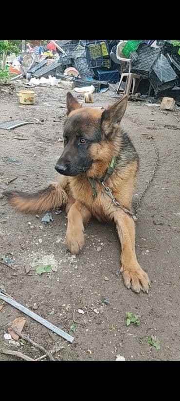 heyvanlara verilen adlar: Alman çoban iti, 2 il, Erkek, Sənədli — 6