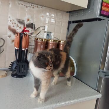 шотландский вислоухий котенок баку: Britan yastı qulaq, Dişi — 2