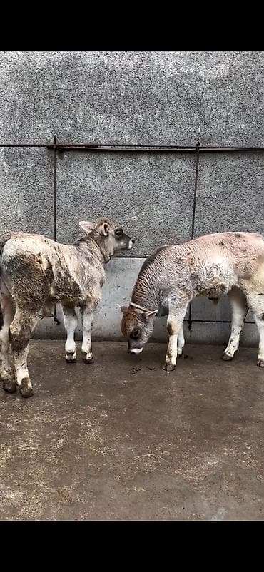 heyvan bazari inekler: Məhsul: Dana balaları (2 baş) Xüsusiyyətlər: - Cins tipi: yerli — 2