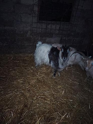 Erkək, il: 1, Damazlıq