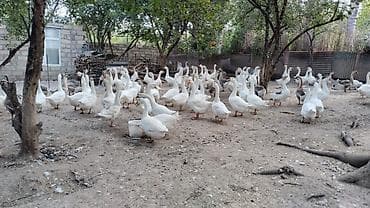 avcarka type 1: Qazlar. hamısı erkək qazlardir. 5kq qazlardir — 3