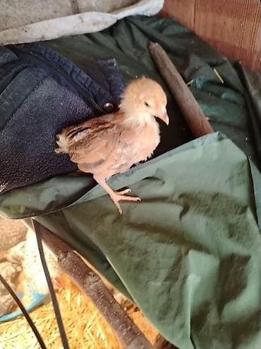 azərbaycan whatsapp qrupları: 1aylıq kənt cucələri cıxdı satışa xacmazdadı reyal adam zakaz verə — 4