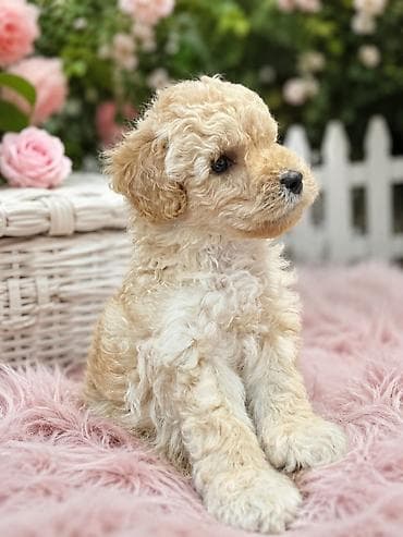 itlə: Pudel, 1 ay, Erkek — 3