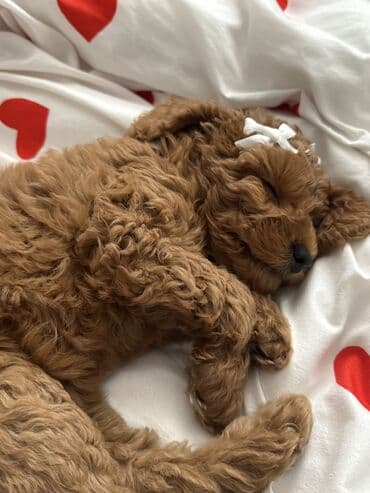 пудель карликовый цена: Пудель, 3 месяца, Самка, Бесплатная доставка — 4