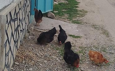 Heyvanlar üçün mallar: Toyuq, Yumurtalıq — 3