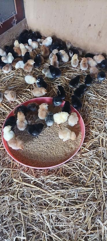 Kənd Cücələrinin Satışı.Yumurta Qəbulu DİQQƏT! İNKUBATOR UCAR