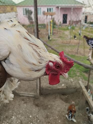 Pişiklər: Yaponka xoruz, ayağı lələkli, daş pipik, 1 illik, vaksini vurulub. 20 — 10