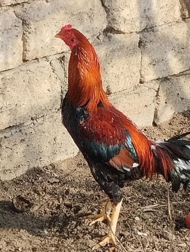 ev heyvanlari satisi: 8 aylıq xoruz satılır.Tam sağlamdır.Sualı olan zəng edə və ya vatçapda — 1