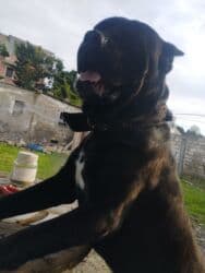 İtlər: Kane-Korso, Erkek — 6