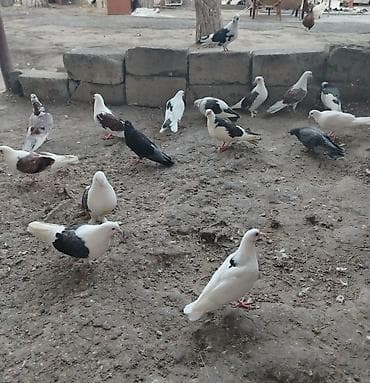 Quşlar satılır cemi 16denedir minum qiymət 200 azn dir ciddi musteri — 1