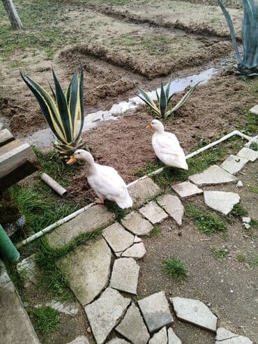 ordek novleri: Dişi, Yumurtalıq, Ünvandan götürmə, Ödənişli çatdırılma, Rayonlara çatdırılma — 4