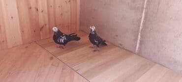 alişan: Növ: Bəzək/evcil göyərçinlər Say: 2 ədəd (cüt) Rəng: Qara fonda ağ — 4