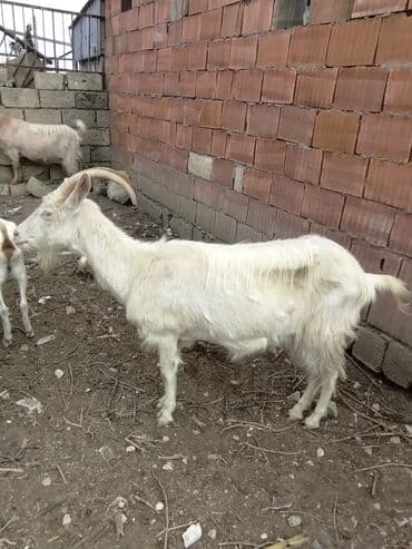 Inəklər, öküzlər: Keçilər dəsti satılır – ümumi 6 baş • 1 baş hələpnən × sanen dönməsi — 9