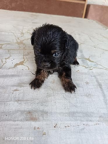 heyvanlar: Pekines, Erkek, Ünvandan götürmə — 2