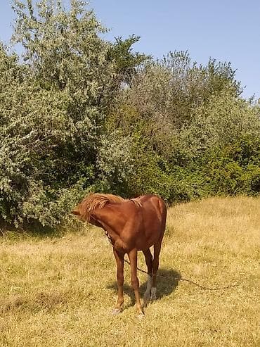 balaca ağ itlər: Salam aleykum Qaşqa dayça Ərkeydi 1 yaş 3 aylıqdı Ödənişli — 5
