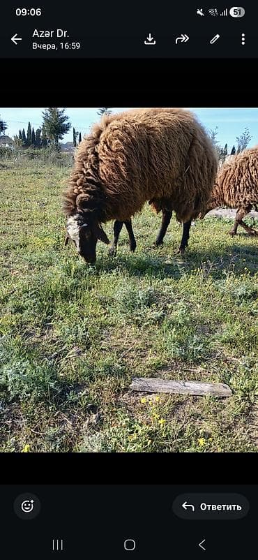 Erkək, il: 2, Ətlik