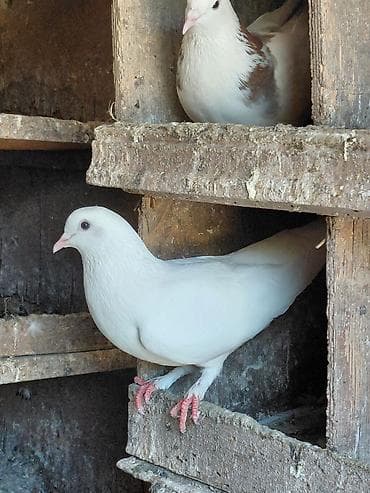 quş satisi: Satılır öz göyərçinlərim. Çox yaxşı uçurlar, 4 saatdan çox havada qala — 9