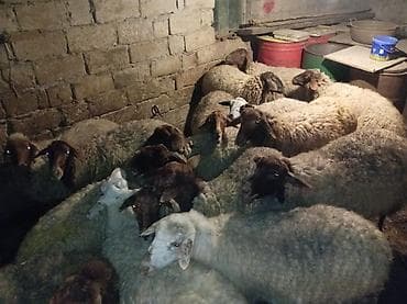 15 qoyun 1 ərkəy toğlu 6si doğub 3ü əkizdi digər qoyunlardanda boğaz lalafo.az -da 15 qoyun 1 ərkəy toğlu 6si doğub 3ü əkizdi digər qoyunlardanda boğaz