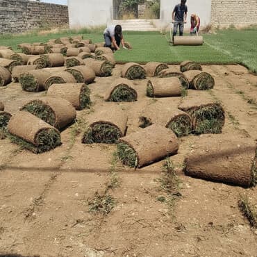 gul toxumlari magazasi: Qazon satışı təbii və süni Qazonlarımız satışda mövcuddur təbii — 1
