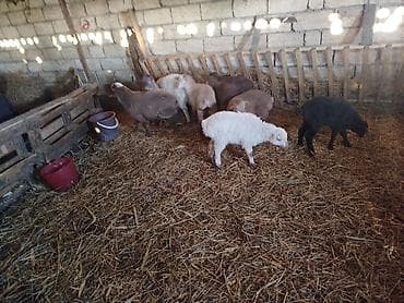 Qoyun-quzu sürüsü satılır - Növ: Yerli ətlik qoyunlar və quzular -