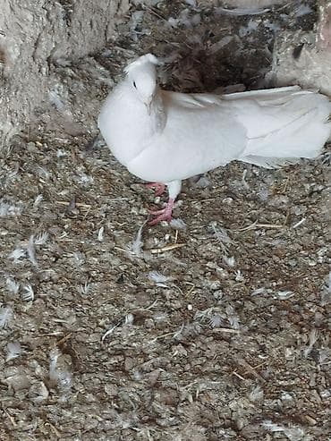 it balasi satisi: Salam tam sağlam quşlardir 5-10 azn arası — 2