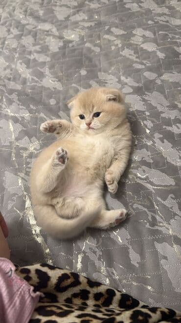 vəhşi pişik: Britan, Yaxşı əllərə — 6