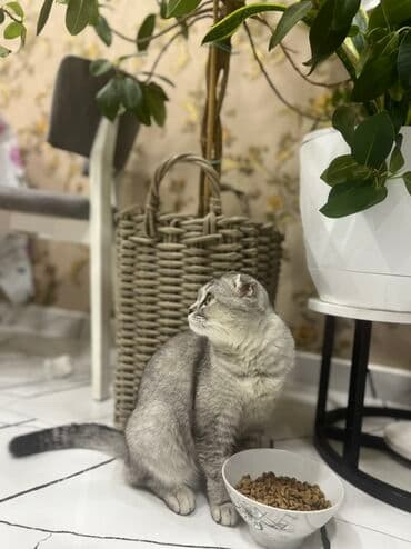 Akvariumlar: Şotland yastı qulaq, Dişi — 4