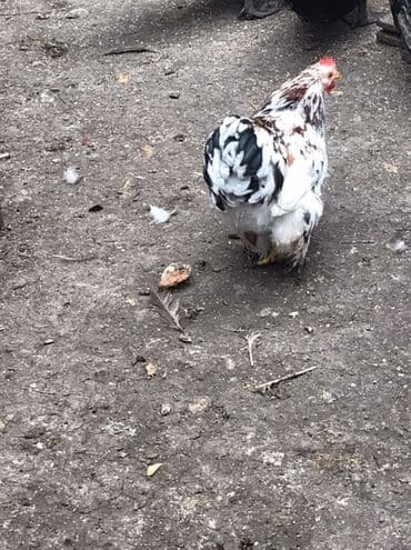 ördək balası və cücə: Cücələr – xırda ölçülü, dekorativ tip Məhsul təsviri: Qiymet birine — 9