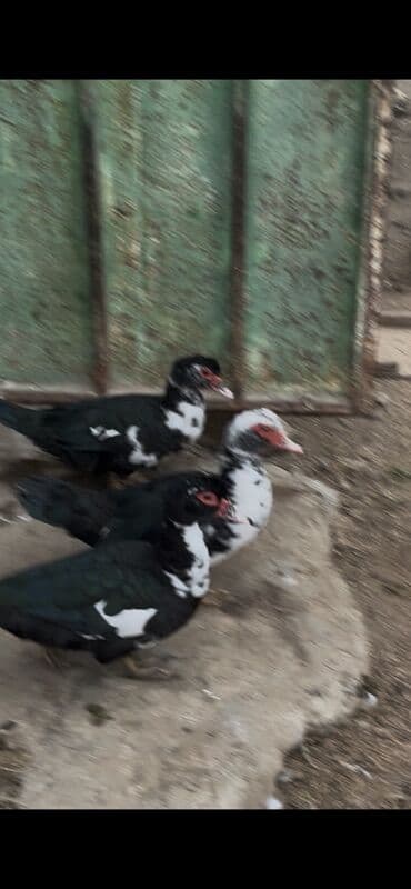 Lal ördək Muscovy ördəkləri (barbary) – qarışıq rəngli (qara-ağ)