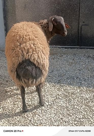 Digər heyvanlar: Salam super 11 aylıq həm damazlıq həmdə ətliy tooglu satılır.təcili — 4