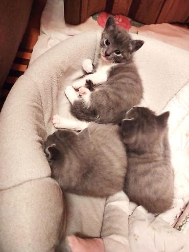 Britan, Erkək, Dişi