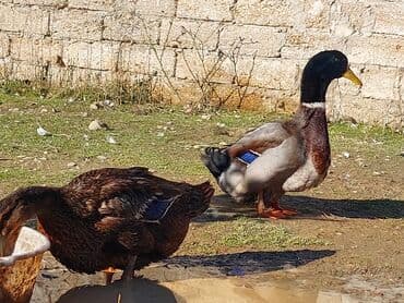 çöl ördəyi: Təmiz Orginal qan Ruan Ördəyi tam sağlam Aktiv Axır çəkili ördəylərdi — 2