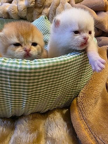 su pişiyi: Britan — 3