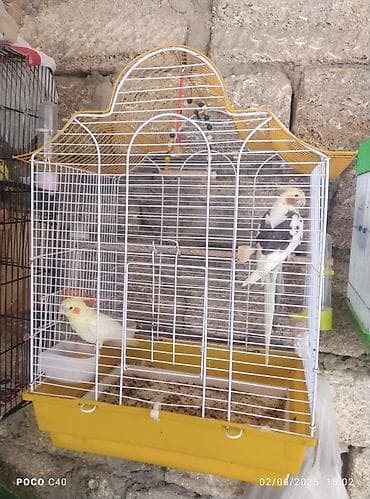 Qəfəs qəfəs qəfəs quş quslar əl quşudu