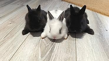 dovşa: Yerli ile karlikin qarişiqi. Tek 8azn. Top. Razilasma yolu ile — 3