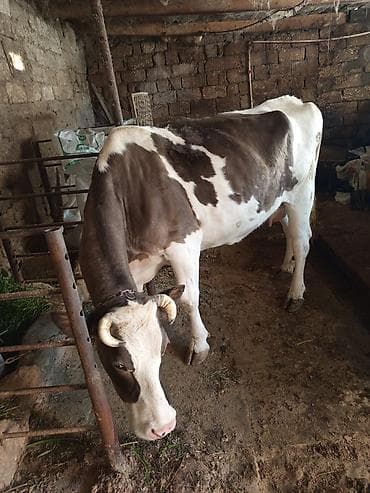 сут багытындагы эчки: Süd istiqamətli inək - Rəng: ağ-qonur ala, başı ağ, buynuzlu - Bədən — 2