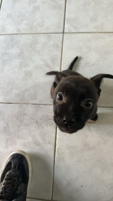 qafqaz coban itləri: Peyvəndli — 1