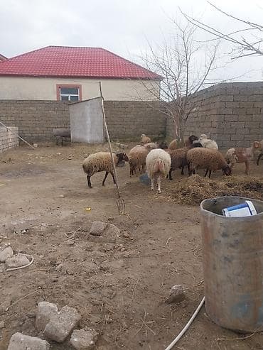 meymun sekli: 400 manatda 750 manata kimi var — 7