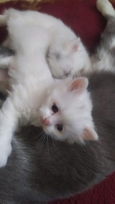 heyvan sahiblənmə: Digər heyvanlar — 2