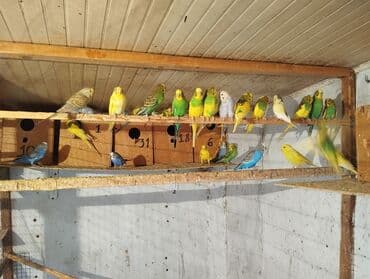 xamyak yuvası: Məhsul: dalmatin, sarı-yaşıl, mavi, boz-ağ və klassik yaşıl tonlarda — 3