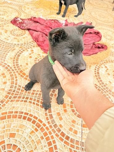 Belçika çoban iti, 2 ay, Peyvəndli, Pulsuz çatdırılma