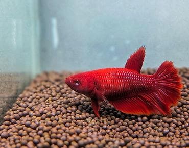 Balıqlar: Betta (Petuşok balığı), Sülhsevər — 2