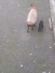 отдам в добрые руки собаку: 3 balalı hevandı — 5