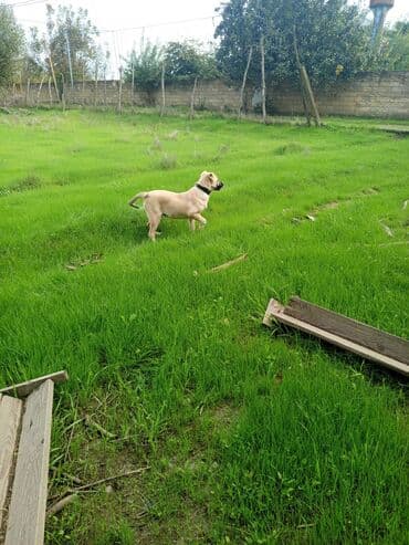 etibarli ellere verilir: Kanqal, 4 ay, Dişi — 1