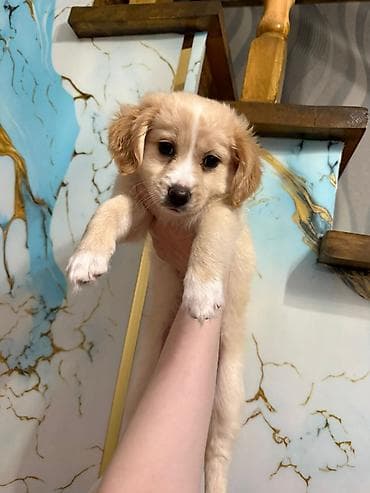 qurd basan: Retriever, 2 ay, Dişi, Peyvəndli — 2