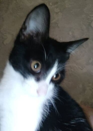 уничтожение блох: В добрые руки — 4