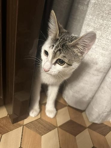 cins pişikler: Yaxşı əllərə — 2